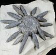Very Large Reboulicidaris Urchin Fossil - #12950-2